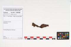 Foto von Rohhaut (NHMW-PRAE-126356)